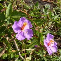 Osbeckia aspera Blume